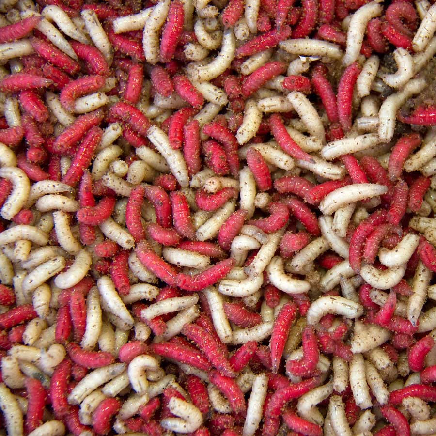 Maggots In Cock