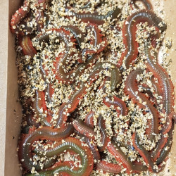Rag Worm Rag Worm