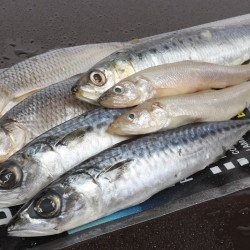 Pike Packs Pike Packs
