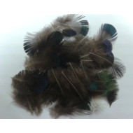 Veniard Cock Pheasant Blue Neck Feathers