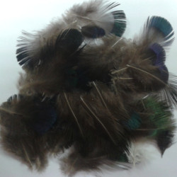 Veniard Cock Pheasant Blue Neck Feathers Veniard Cock Pheasant Blue Neck Feathers