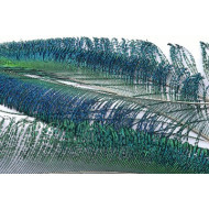 Veniard Peacock Sword Tails Natural