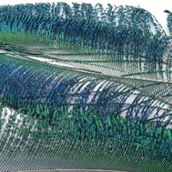 Veniard Peacock Sword Tails Natural