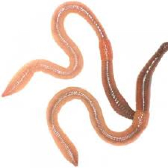 Lob Worms