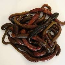 Lug Worm Lug Worm