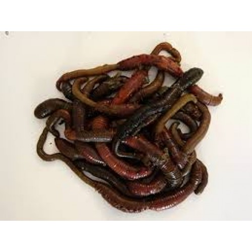 lugworm online