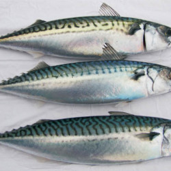 Mackerel Large and Joeys Mackerel Large and Joeys