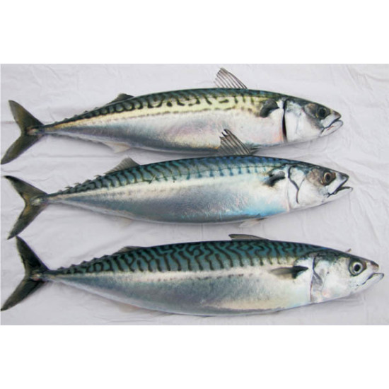 Mackerel Large and Joeys