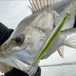 Little Jack Sayoris 135mm