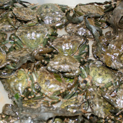 Peeler Crabs Peeler Crabs
