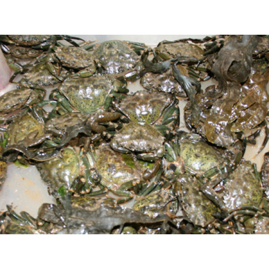 Peeler Crabs